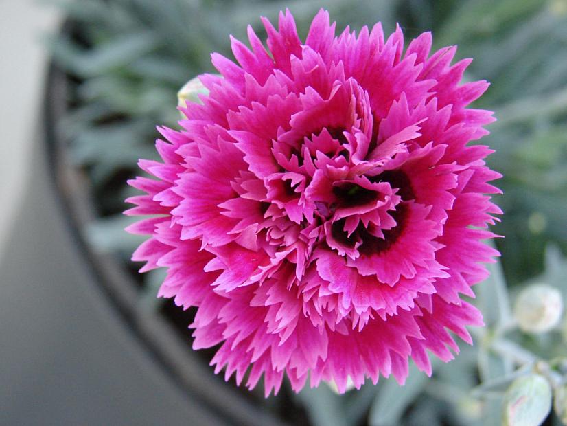 Dianthus 'Starlette' - Pink