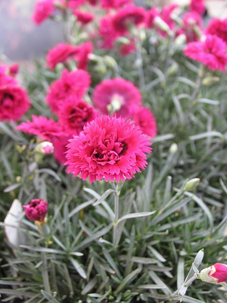 Dianthus 'Starlette' - Pink