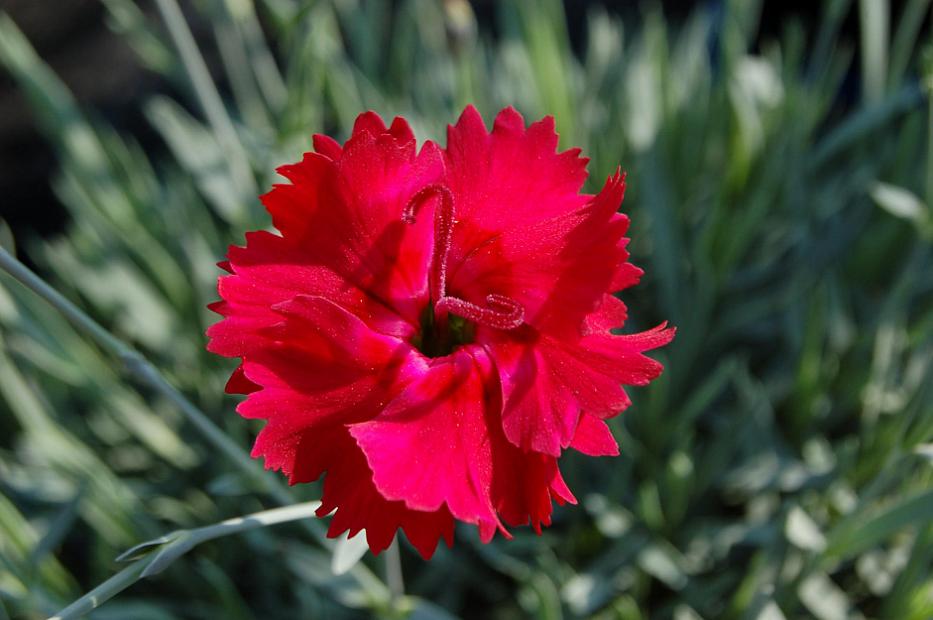 Dianthus 'Fire Star' - Pink
