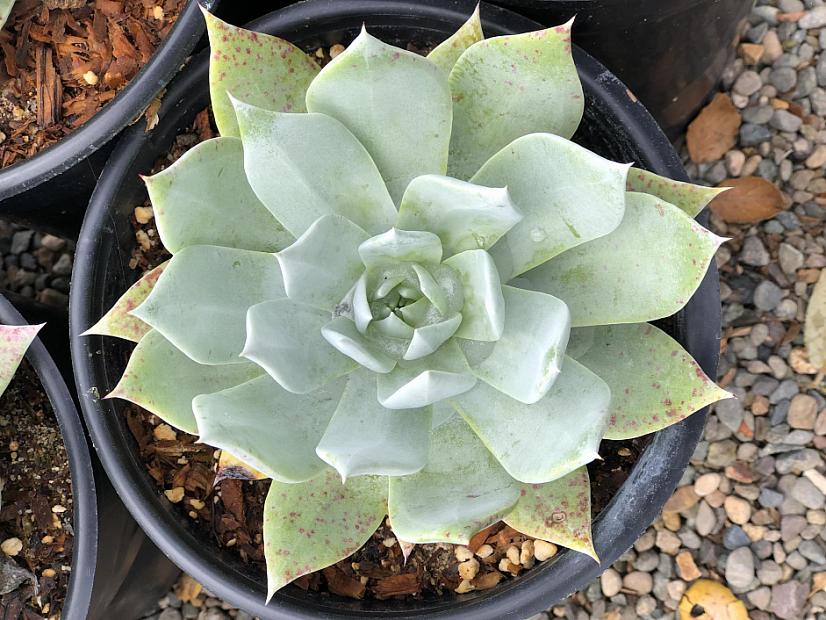 Dudleya brittonii - Live-forever