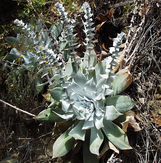 Dudleya brittonii - Live-forever