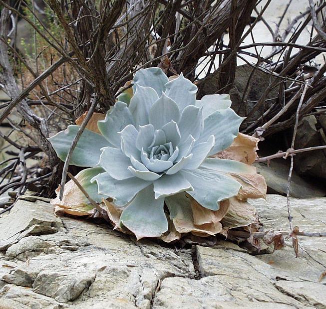 Dudleya brittonii - Live-forever