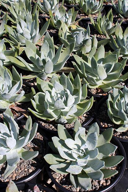 Dudleya brittonii - Live-forever