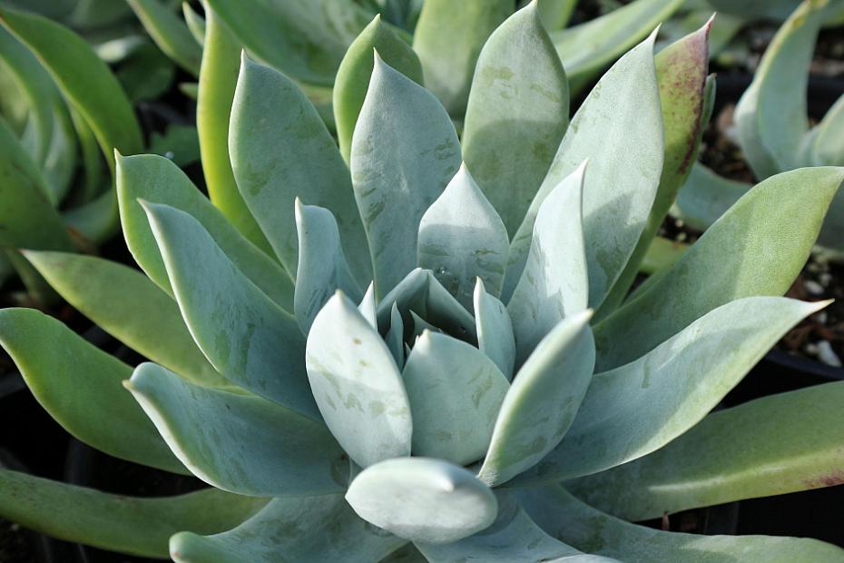 Dudleya brittonii - Live-forever