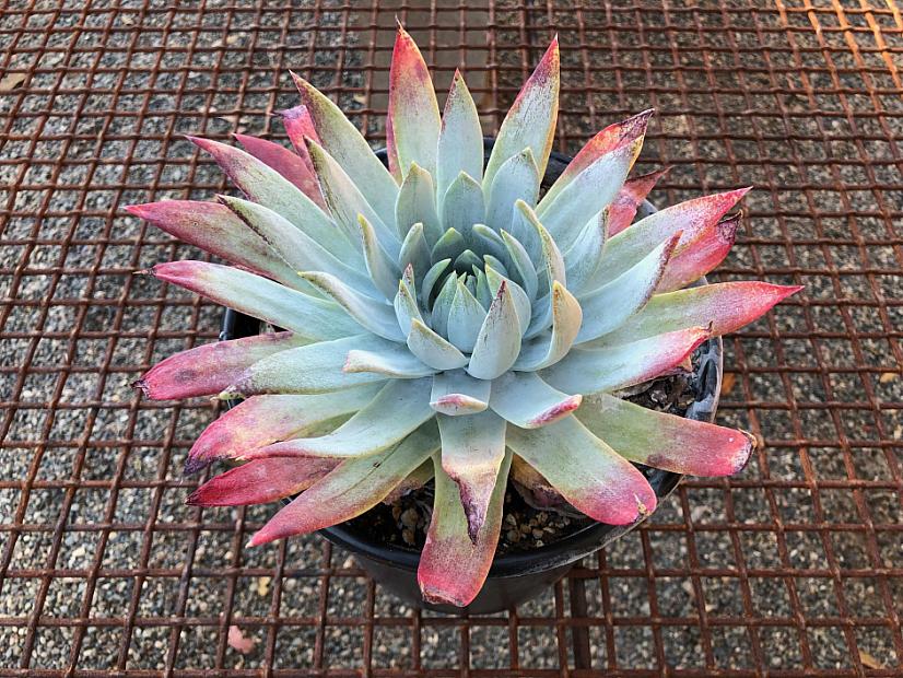 Dudleya brittonii - Live-forever