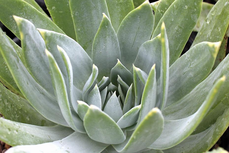 Dudleya brittonii - Live-forever