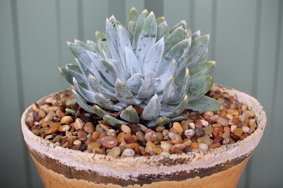 Dudleya farinosa 'Noyo River Form' - Bluff lettuce