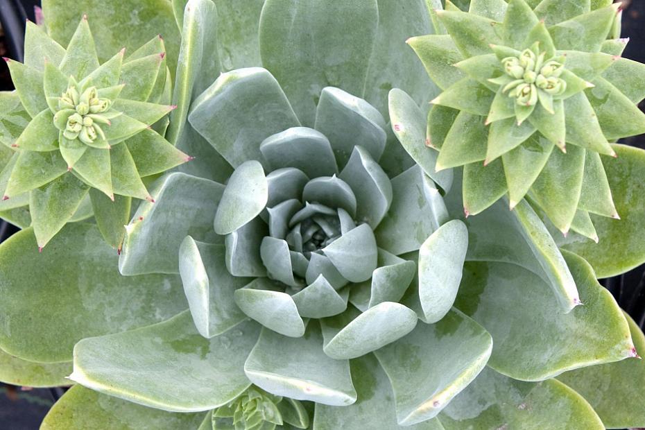 Dudleya pulverulenta - Chalk lettuce