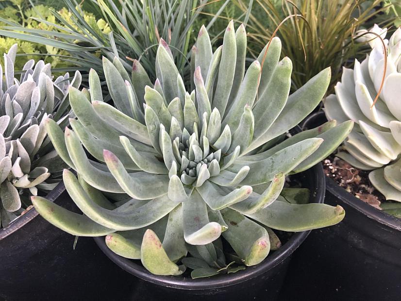 Dudleya traskiae - Santa Barbara Live-forever
