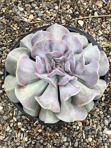 Echeveria 'Cubic Frost'™ - Echeveria