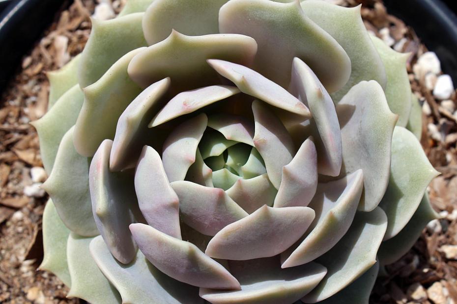 Echeveria 'Lola' - Echeveria