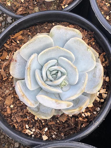 Echeveria 'Moondust' - Echeveria