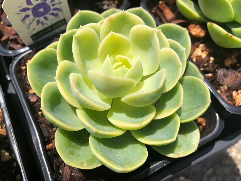 Echeveria 'Pinwheel' - Echeveria