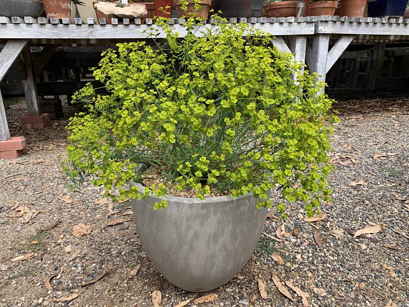 Euphorbia 'Dean's Hybrid' - Spurge