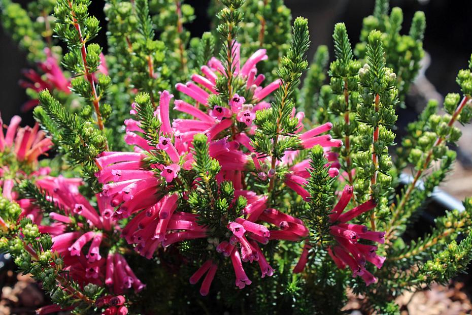Erica verticillata - Whorled Heath