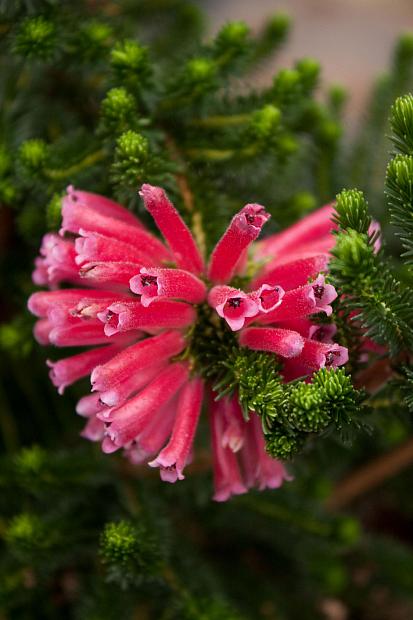 Erica verticillata - Whorled Heath