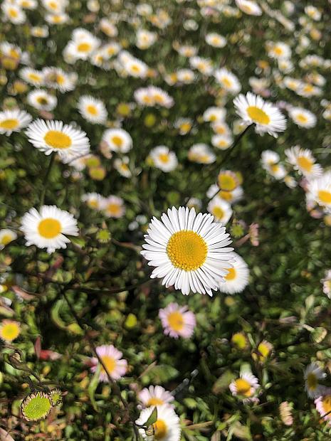 Erigeron karvinskianus - Santa Barbara daisy