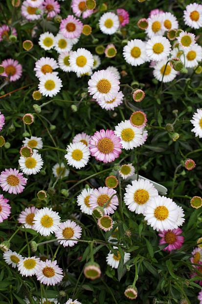 Erigeron karvinskianus ‘Spindrift’ - Compact Santa Barbara daisy