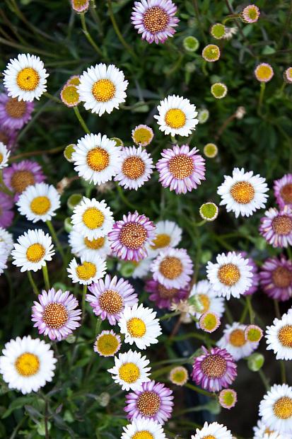 Erigeron karvinskianus ‘Spindrift’ - Compact Santa Barbara daisy