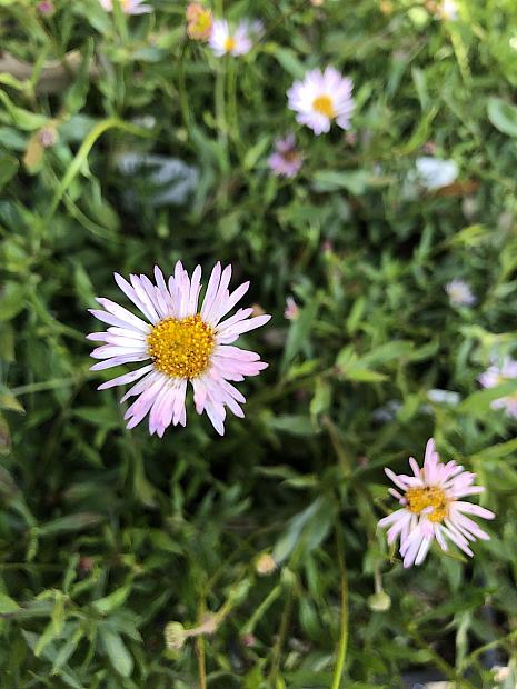 Erigeron x moerheimii - Fleabane