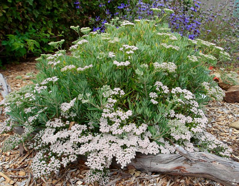 Eriogonum arborescens - Santa Cruz Island buckwheat