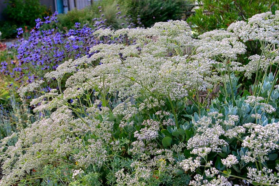 Eriogonum giganteum - St. Catherine’s lace