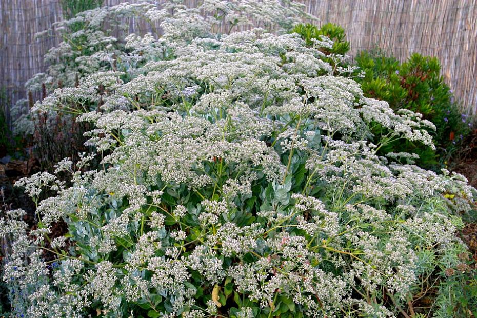 Eriogonum giganteum - St. Catherine’s lace