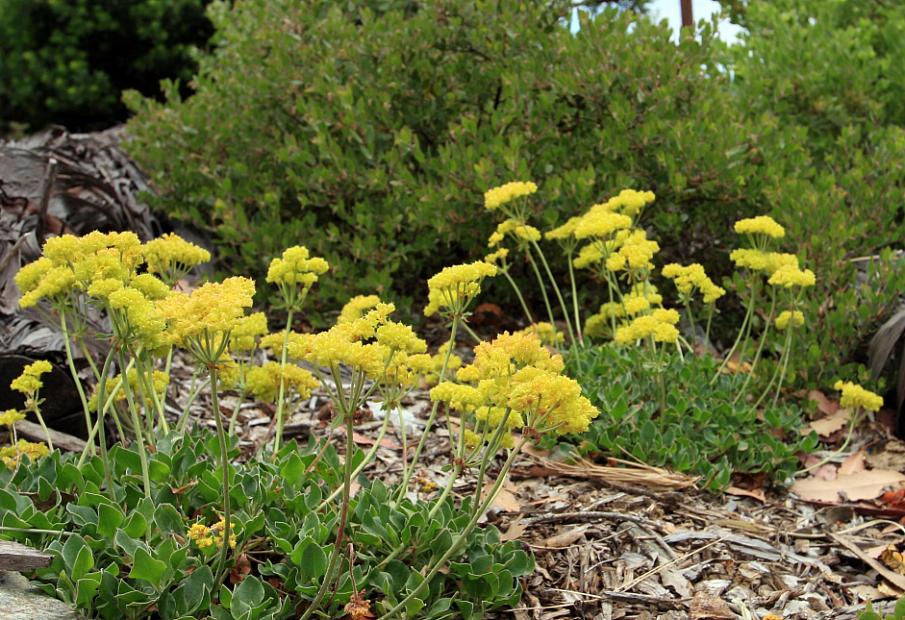 Eriogonum umbellatum var. aureum 'Kannah Creek' - Buckwheat