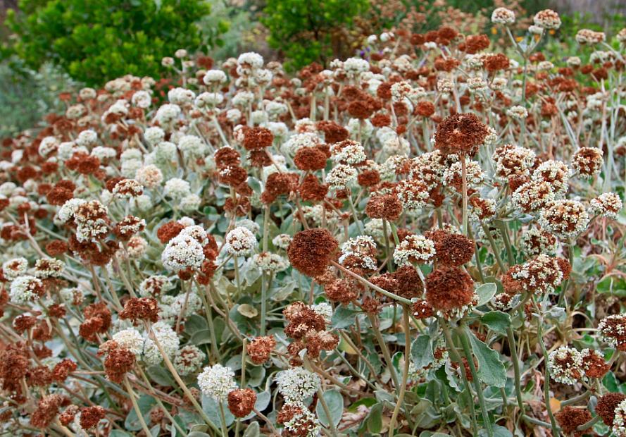 Eriogonum latifolium - Coast eriogonum