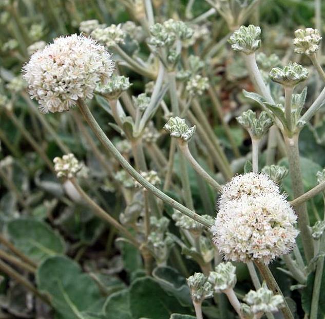 Eriogonum latifolium - Coast eriogonum