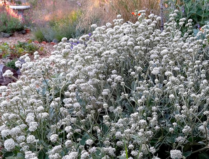 Eriogonum latifolium - Coast eriogonum