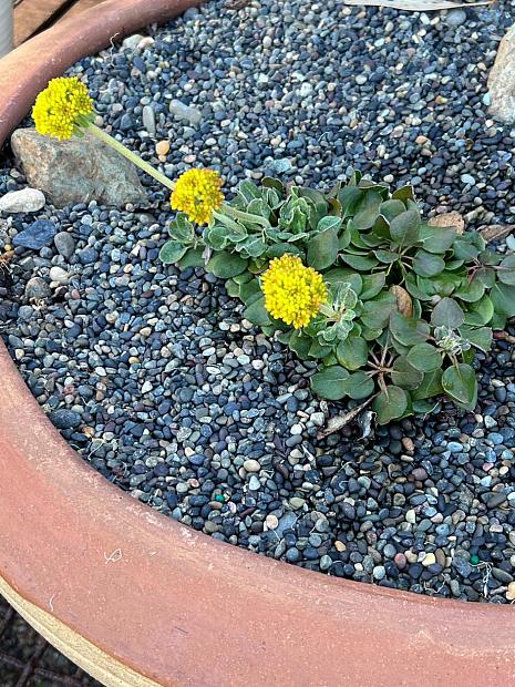 Eriogonum umbellatum var. aureum 'Kannah Creek' - Buckwheat