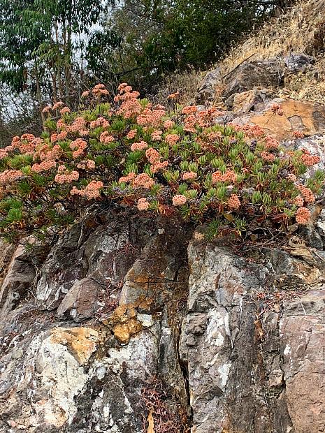 Eriogonum arborescens - Santa Cruz Island buckwheat