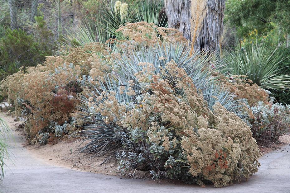 Eriogonum giganteum - St. Catherine’s lace