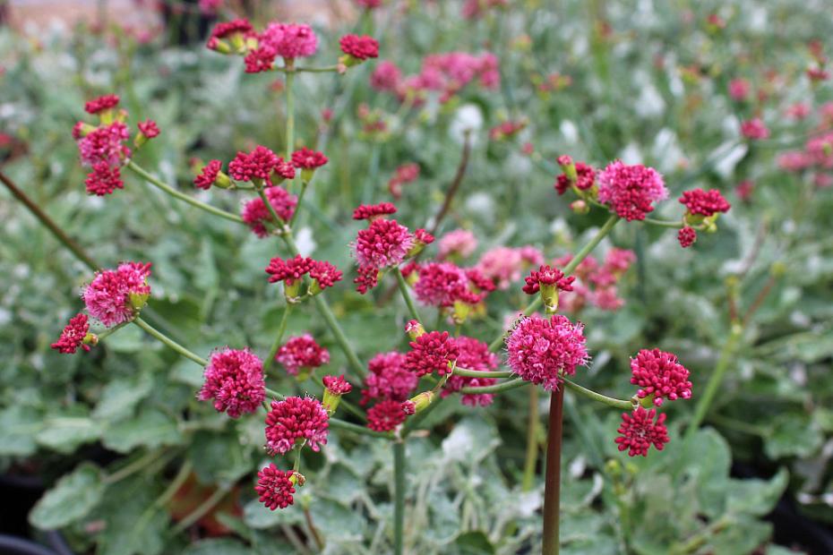 Eriogonum grande var. rubescens - Red buckwheat