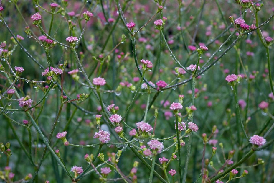 Eriogonum grande var. rubescens - Red buckwheat
