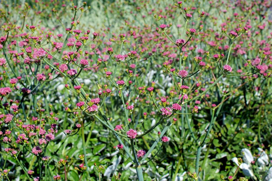 Eriogonum grande var. rubescens - Red buckwheat