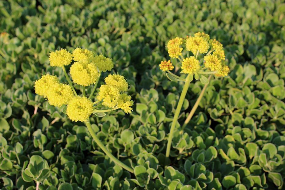 Eriogonum umbellatum var. aureum 'Kannah Creek' - Buckwheat