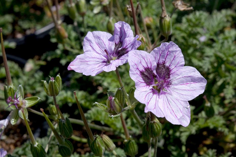Erodium 'Marian' - Heron's bill