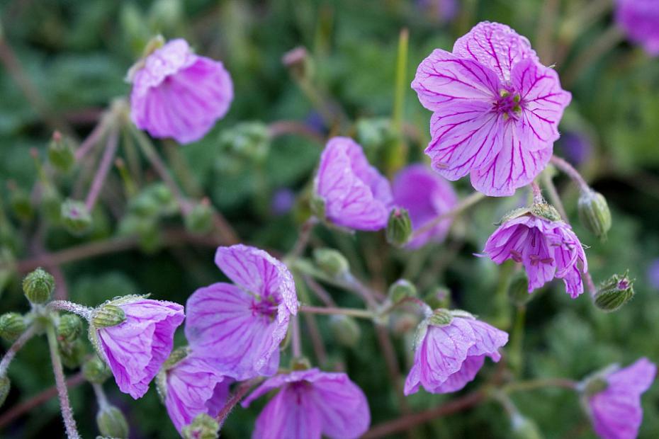 Erodium 'Maryla' - Heron's bill