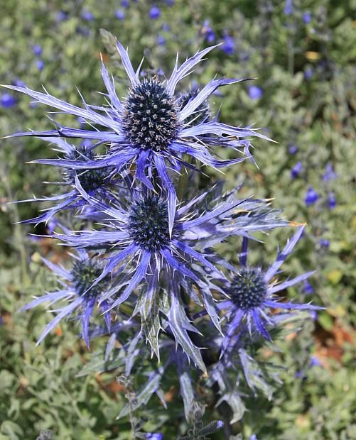 Eryngium 'Big Blue' - Sea holly