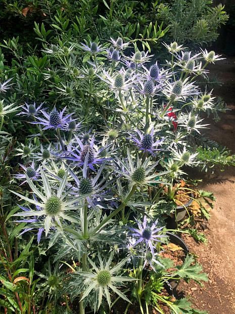 Eryngium 'Big Blue' - Sea holly