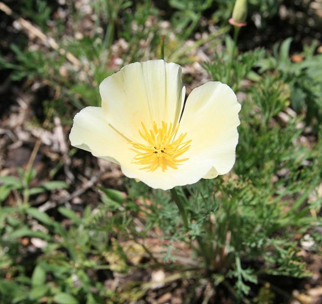 Eschscholzia californica 'Buttermilk' - California poppy