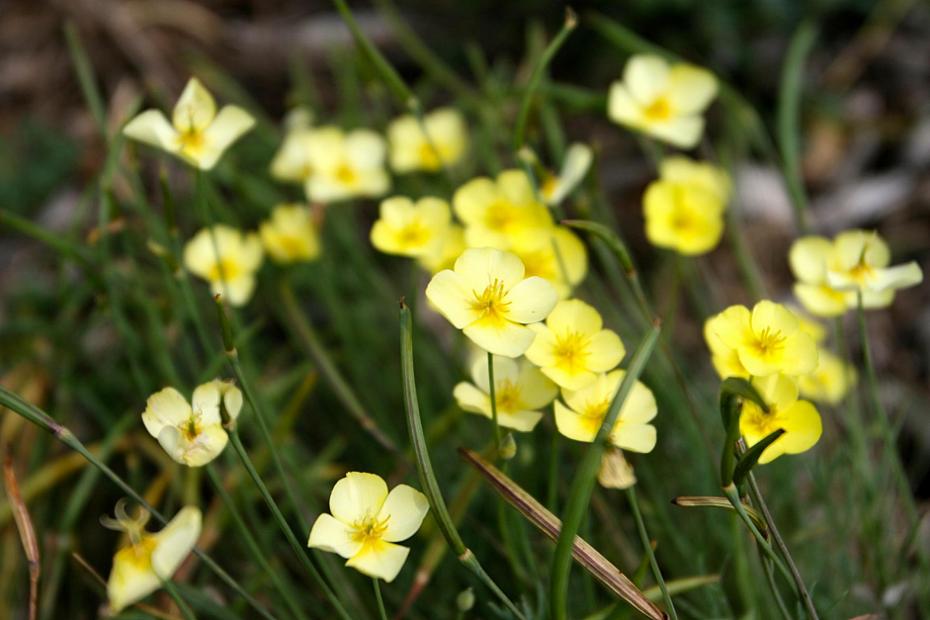 Eschscholzia caespitosa 'Sundew' - Sundew California poppy