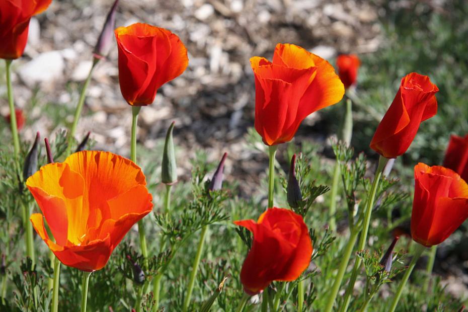 Eschscholzia californica 'Mahogany' - California poppy