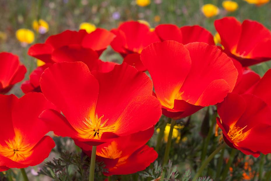 Eschscholzia californica 'Mahogany' - California poppy