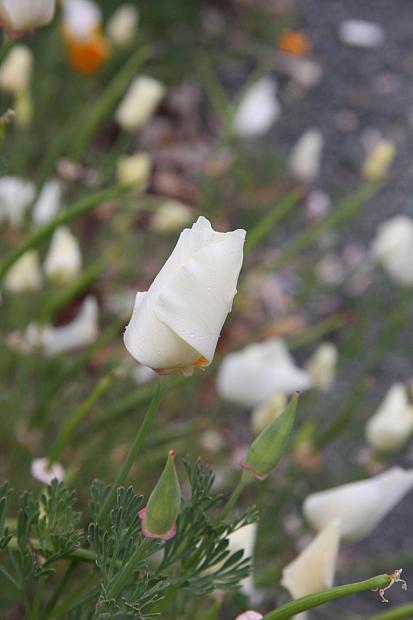 Eschscholzia californica 'Moonglow' - Moonglow California poppy