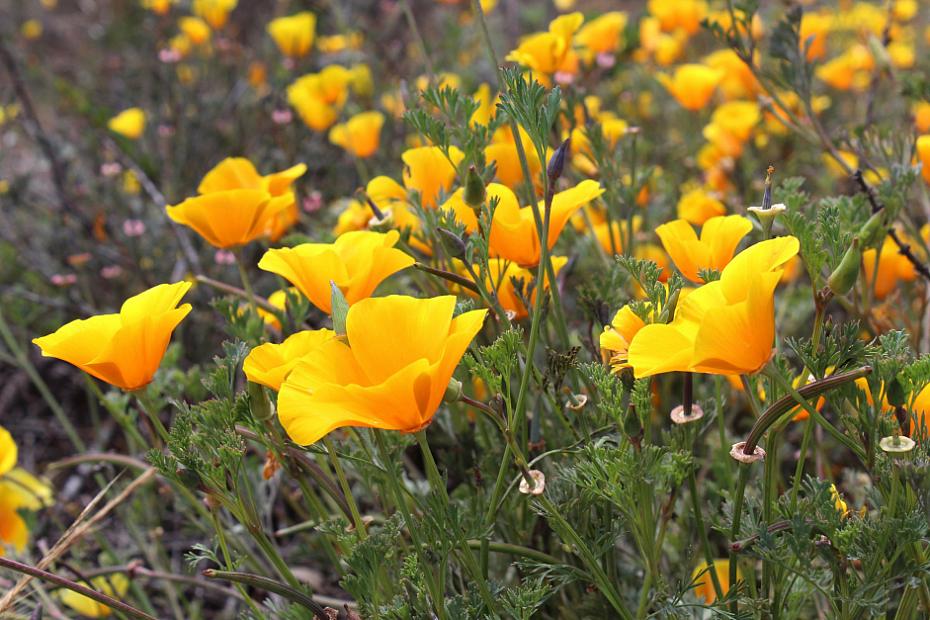 Eschscholzia californica var. maritima - California poppy