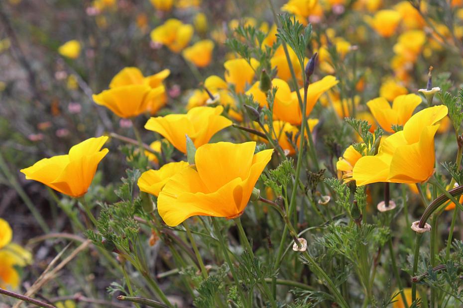 Eschscholzia californica var. maritima - California poppy