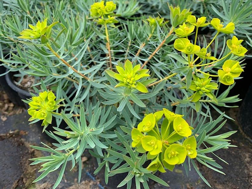 Euphorbia 'Copton Ash' - Copton Ash spurge